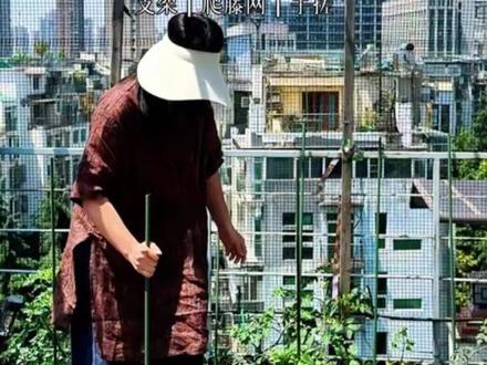 给露台蔬菜搭好爬藤架 黄瓜、丝瓜、葫芦、西瓜终于有地方攀爬啦,期待爬满一片绿,挂满瓜果!#露台种菜 #爬藤架 #楼顶菜园 #家庭种菜 #种菜日常