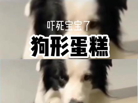 当着边牧的面切开一只“小狗蛋糕”,给边牧吓惨了,笼子门都差点关不上了#边境牧羊犬 #狗狗 #萌宠 #狗 #幼犬 #边牧幼犬 #家有萌宠 #青岛边牧 #青岛边境牧羊犬 #青岛犬舍