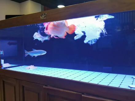 龙抬头是这么抬的嘛#养鱼修心 #上海水族馆 #上海龙鱼鱼友圈 #仟湖水族 #龙鱼饲养教程 #仟湖 #仟湖鱼缸 #水族箱