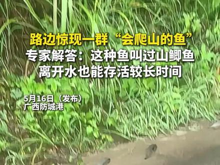 广西防城港路边惊现一群“会爬山的鱼”! 专家解答:这种鱼叫过山鲫鱼,离开水也能存活较长时间。