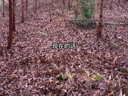 29品种一年9个月树龄生长情况,整体视频看着比较小。大家还想看什么规格品种,评论区告诉我,下期拍