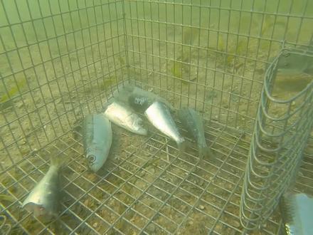 一个大铁笼里装着臭鱼沉入海底,吸引了大量鱼儿来抢食#户外捕鱼 #海鲜 #户外 #海洋生物 #告诉老默我想吃鱼了