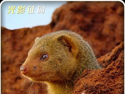 豆瓣9.6高评分动物纪录片 跟随视频一起走进非洲草原,观看一个微小却残酷的世界#动物世界 #纪录片 #纪录片解说