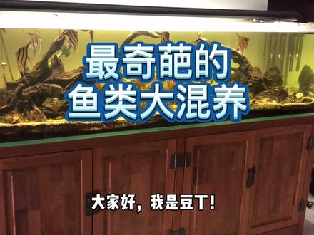 还有没有更奇葩的鱼类混养#水族 #热带鱼 #埃及神仙 #三湖#剃刀龟 @抖音小助手