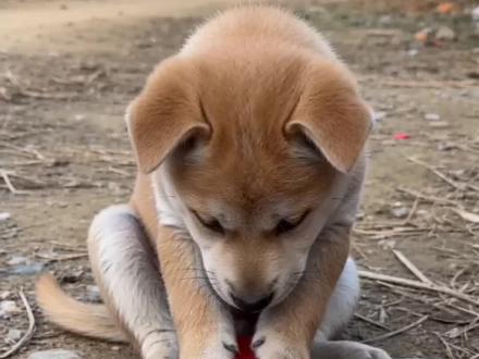 #AI放鞭炮炸铁盆 #随变ai随便玩 #随变放炮炸出一个小可爱 #农村土狗 #喜欢中华田园犬请关注