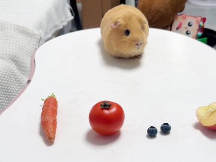 小猪最喜欢吃哪个水果 #萌宠日常记录 #荷兰猪#豚鼠 #宠物vlog #我的萌宠