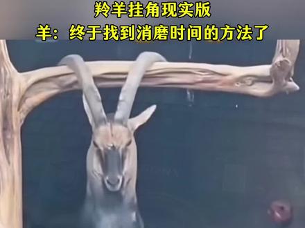 羚羊挂角现实版,羊: 终于找到消磨时间的方法了。#有一种叫云南的生活 #绝版普洱香遇世界 #澜沧样样好