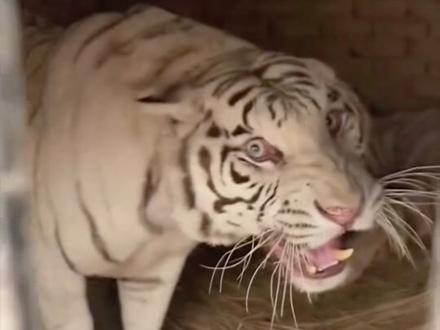被老虎舔一下会怎么样? #老虎 #动物科普