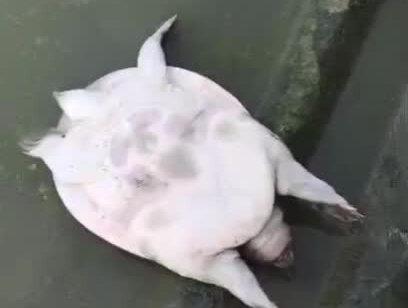 发生“摇头病”时,病甲鱼表现为肠胃失血、肝脏破碎、鳃腺糜烂、脖子红肿、眼瞎、头部摇晃等综合症状,死后甲鱼头部还会伸长#愿所有的美好和期待都能如约而至