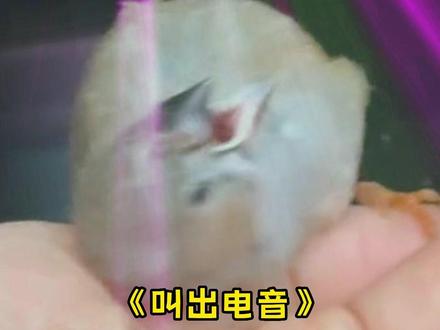 冯骥才:真吵 朋友送我一对珍珠鸟#珍珠鸟 #手养鸟 #萌宠