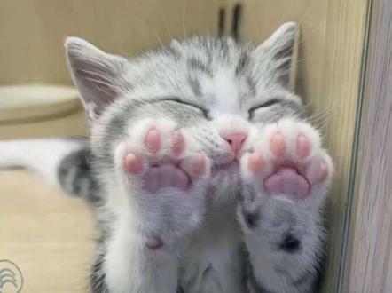 小皮裙大波浪一扭一晃真像样#光头强