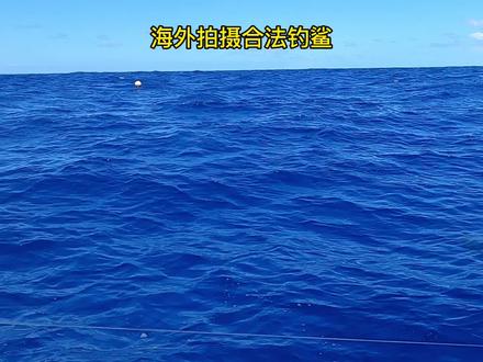 跟着马菲利克去钓鱼,钓了一条两米多长的鲨鱼,不喜勿喷!合法钓鲨#海钓 #赶海