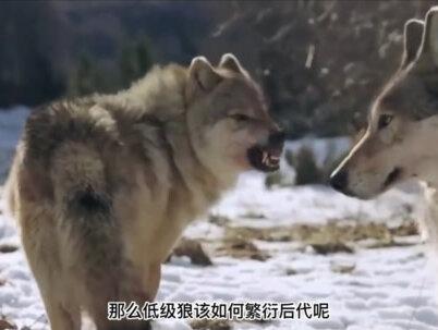 低级狼没有交配权,该怎么解决需求?难道要打一辈子光棍吗? #狼群 #狼 #繁殖