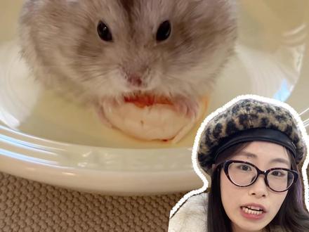 打假六个养鼠毒科普!#真实生活分享计划 #仓鼠 #仓鼠科普 #金丝熊 #金丝熊日常