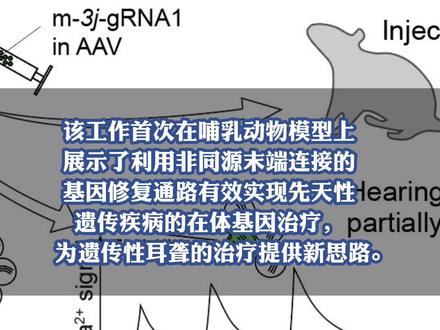 我科研人员实现先天性遗传疾病的在体基因治疗