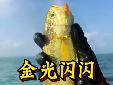 年前鱼价飘升,看看我这一网能有多少W。#渔民生活实拍 #出海捕鱼#赶海