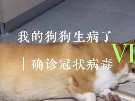 我的狗狗生病了 确诊冠状病毒感染#狗狗生病 #犬冠状 #身体健康比什么都重要 @抖音小助手
