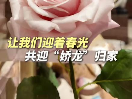 锁定新疆广播电视台直播间 让我们迎着春光 共迎“娇龙”归家#贺娇龙#接“娇龙”月季回家
