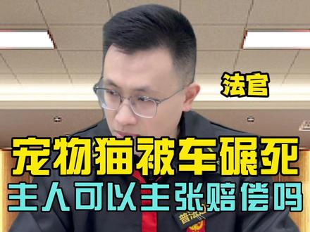 宠物猫被车碾死,主人可以主张赔偿吗?#抖来普法2026 #个人财产 #损坏他人财产 #王平律师 #蛋律