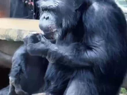 南宁动物园:网红黑猩猩正在戒烟