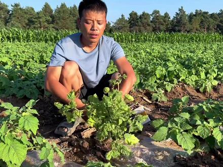 一宁种地痴迷的状态,菇娘果烂根白瞎果子了#我的乡村生活 #新农人计划2025