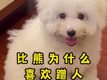 比熊这么喜欢蹭你,可惜你还不知道原因#比熊 #比熊知识 #狗狗蹭人 #宠物出道计划 #神奇动物在抖音