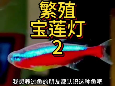 繁殖宝莲灯2
#宝莲灯鱼 #宝莲灯繁殖 #宝莲灯鱼繁殖 #宝莲灯鱼产卵 #宝莲灯鱼群游效果