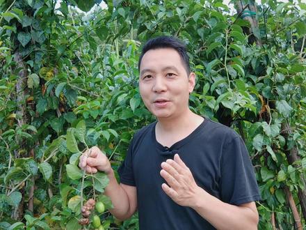 比猫薄荷更厉害的木天蓼,也是一种中药,药商只收购畸形果 #猫薄荷 #2023 #木天蓼 #虫瘿果 #植物科普