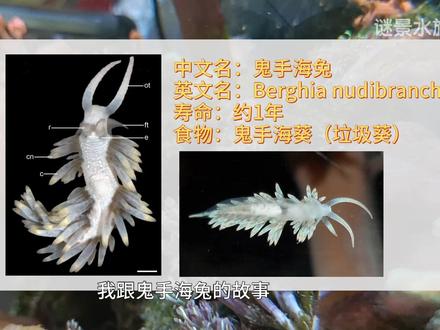 专业清除垃圾葵的海兔-鬼手海兔#海缸 #海缸日记 #海缸趣事