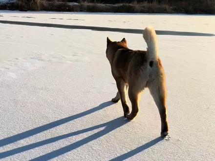 “雪天来了个小画家,小狗画梅花,马蹄哒哒哒,看的大家乐哈哈”#狸花包 #中华田园犬 #狗狗的心思都写在脸上了 #雪