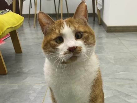 哦嘿嘿!我蒸蚌!!
#萌宠出道计划 #我和我的猫 #萝卜纸巾猫 #猫猫 #大橘