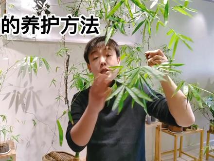 小叶簕竹的养护方法 #花卉绿植 #养花小知识 #小叶簕竹