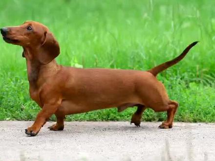 @DOU+小助手 #腊肠犬 #腊肠狗日常