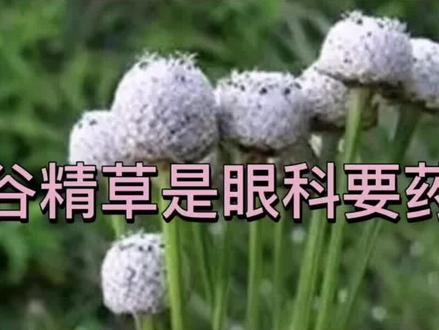 谷精草可磨粉敷,入汤可补