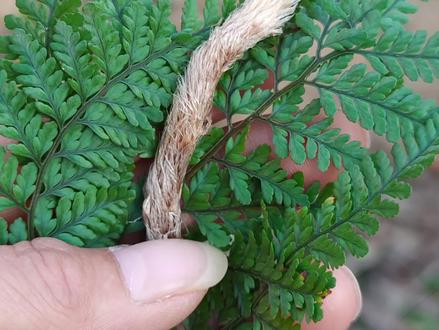 这种植物叫白毛蛇,它长着白毛,你见过吗?有村民把它采回家#乡村守护人 #三农