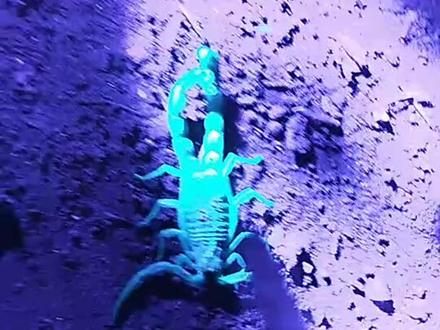 这只蝎子长了两个尾巴