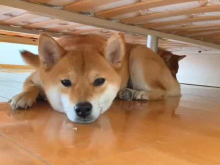 狗狗有可能杀死自己的同类么?#柴犬