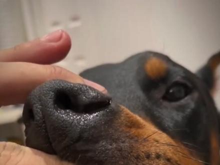 真正的钛合金狗牙#萌宠 #狗狗