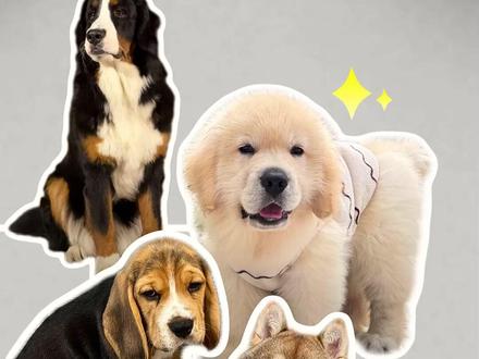 欢迎大家继续投稿哟#二狗挑狗 #狗 #宠物知识 @抖音小助手