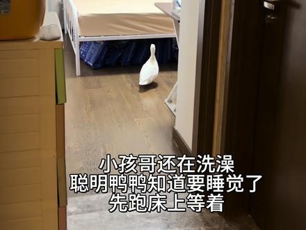 可爱的鸭鸭 每天晚上都要斗智斗勇一番,鸭鸭对睡床有执念。#柯尔鸭
