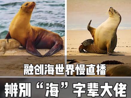 挑战找不同!海狮海豹海狗,你能分得清吗?#动植物观察局 @抖音青少年 @中国生物多样性保护与绿色发展基金会