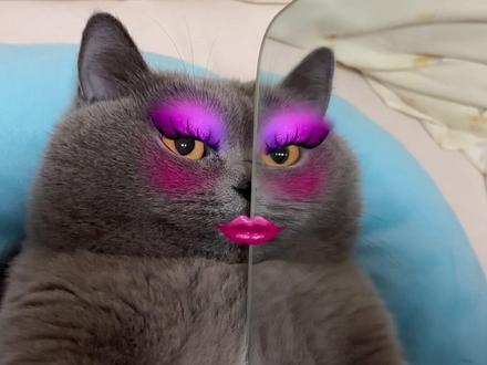 #猫猫 #小猫 #蓝猫 #蓝猫宝宝 #英短蓝猫 姐姐平时都化这么浓的妆吗…(yc咕咕嘎嘎)