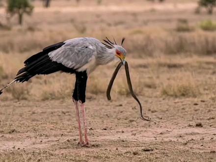 薮猫大战蛇鹫抢夺蛇鹫猎物 #薮猫 #动物世界 #神奇动物在抖音