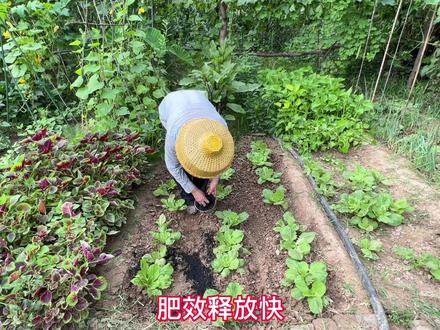 草木灰能消灭蜗牛,但不能撒到白菜叶上#农技科普大赛第二季 #来抖音学农技 #草木灰 #乡村守护人 #我的乡村生活