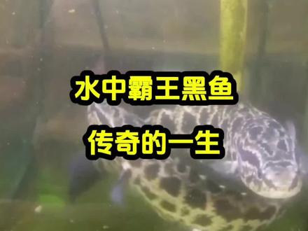 水中霸王黑鱼的繁殖记#黑鱼#黑鱼护崽