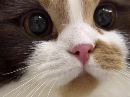 为什么小卷瞳孔这么大?