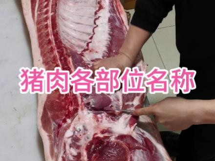 详细熟知猪肉各部位名称,才能在买肉的时候不吃亏#猪肉 #猪肉分割技巧 #美食