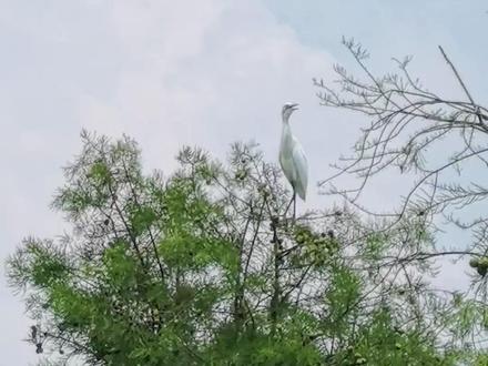 江西南昌湖陂村:水杉秘境中的候鸟天堂。(科技日报记者 滕继濮 魏依晨 付丽丽 朱玺)