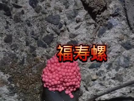 偶遇福寿螺在产卵#户外夜钓#福寿螺