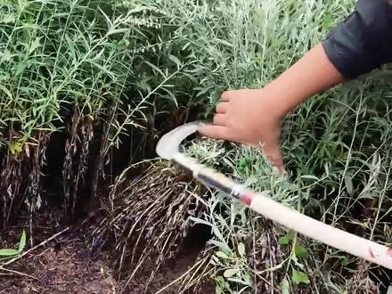 lof:《被撅毛豆》#杰佣#第五人格#杰克#佣兵